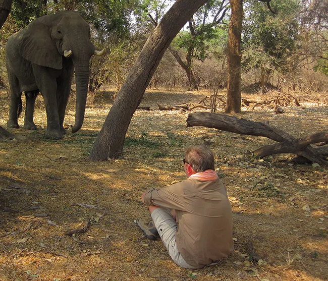 2017 Zimbabwe - Simon in the wild with an old bull elephant studying one and other.