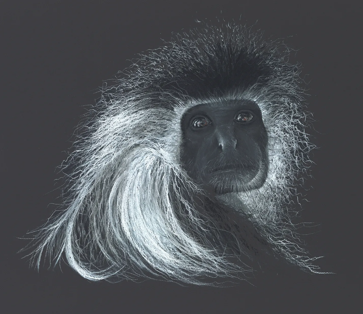 Colobus Chale now being displayed at the Colobus Conservation at Diani Kenya